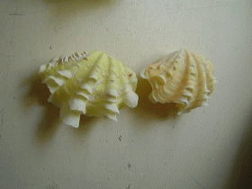 ヒレシャコペア