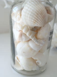 SEA MOON - SEA LIFE - Sea Shells